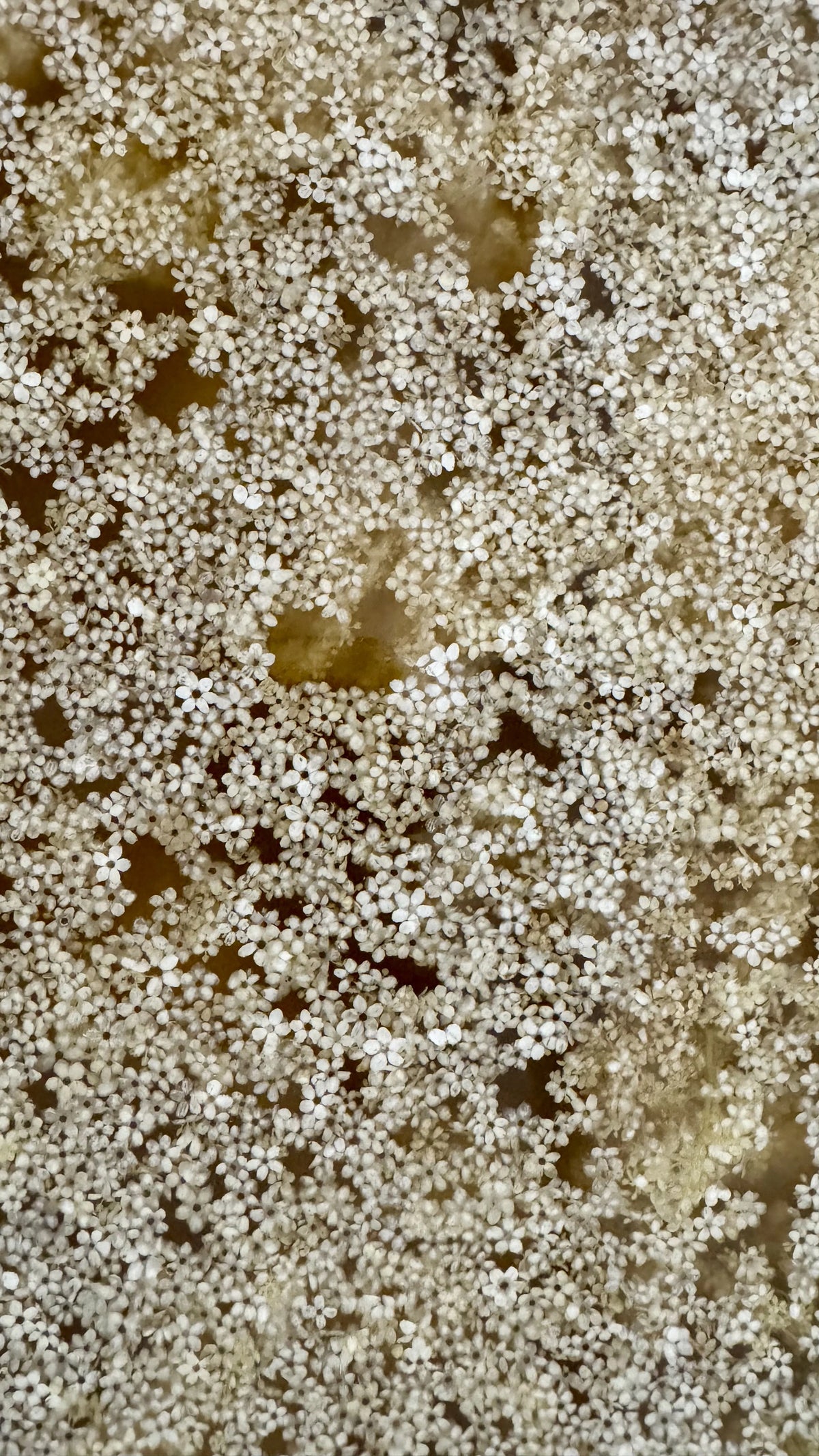 Hyldeblomst Gastrik