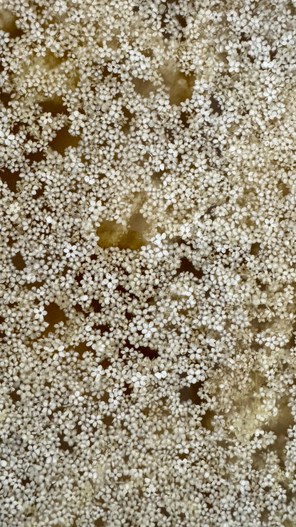 Hyldeblomst Gastrik